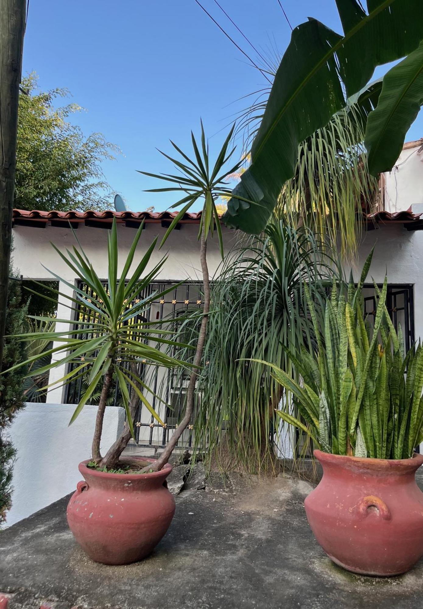 Villa Palmier -Quiet Cosy Air Conditioned Terrace Puerto Vallarta Exteriér fotografie